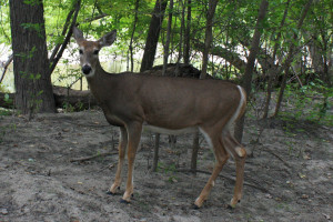 <a href="https://flic.kr/p/as2oTD">Doe, a deer, a female deer</a> by NatureNerd (probably outside)