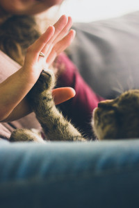 High Five with Cat